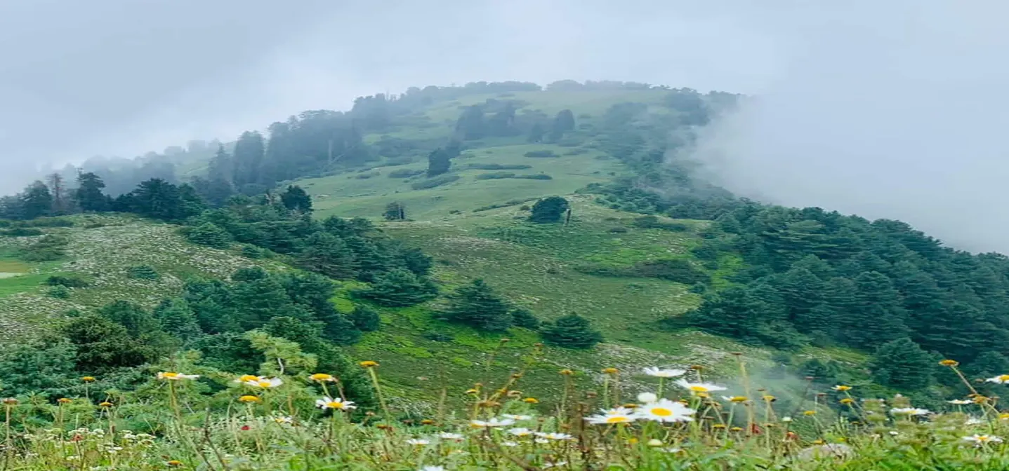 Green meadows along Lalazar Track