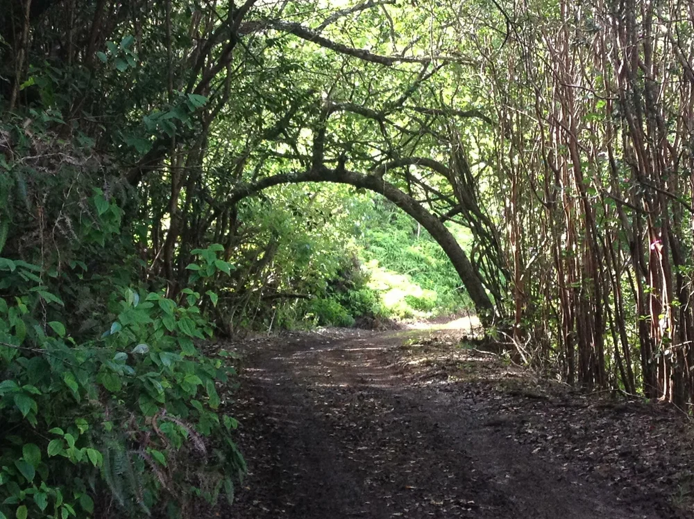 a historical 3.4 km long Kuldana Trail with tall pine trees
